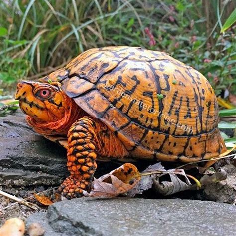 Garden state tortoise - Garden State Tortoise. Paul King Box turtles are turtles, not tortoises and belong to the Emydid family meaning they are more closely related to pond turtles. They are in no way a tortoise and differ both anatomically and genetically. Despite having a domed shell and a mostl ...